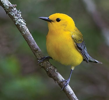 Prothonotary warbler